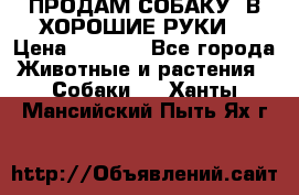 ПРОДАМ СОБАКУ  В ХОРОШИЕ РУКИ  › Цена ­ 4 000 - Все города Животные и растения » Собаки   . Ханты-Мансийский,Пыть-Ях г.